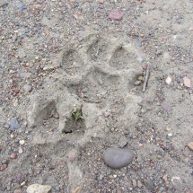 Indeed footprint of a Puma!